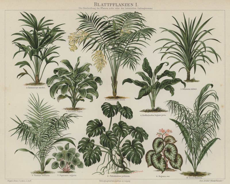 Løvplanter (farve litho) af German School