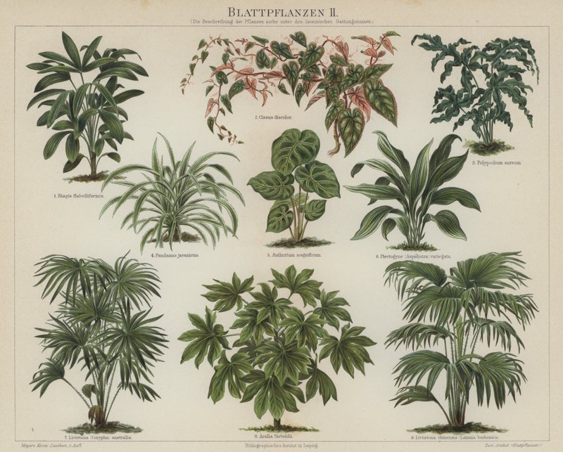 Løvplanter (farve litho) af German School