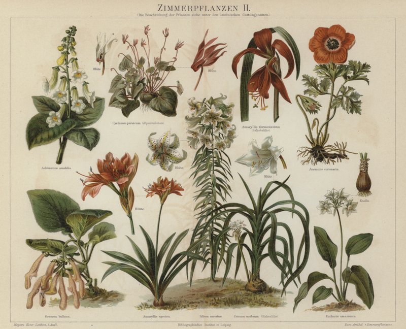 Stueplanter (farve litho) af German School