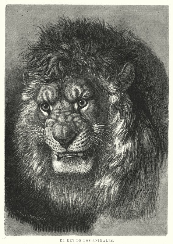 Løve: dyrenes konge (litho) af German School