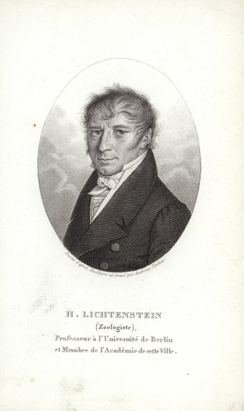 Martin Lichtenstein af German School