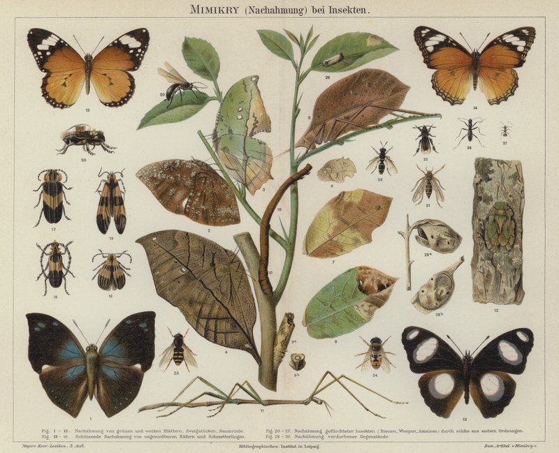 Mimik hos insekter (farve litho) af German School