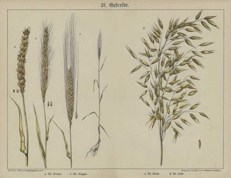 Planter (farve litho) af German School