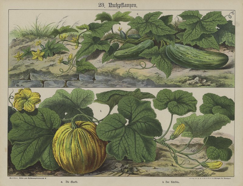 Planter (farve litho) af German School