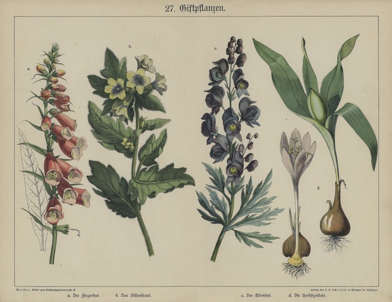 Planter (farve litho) af German School