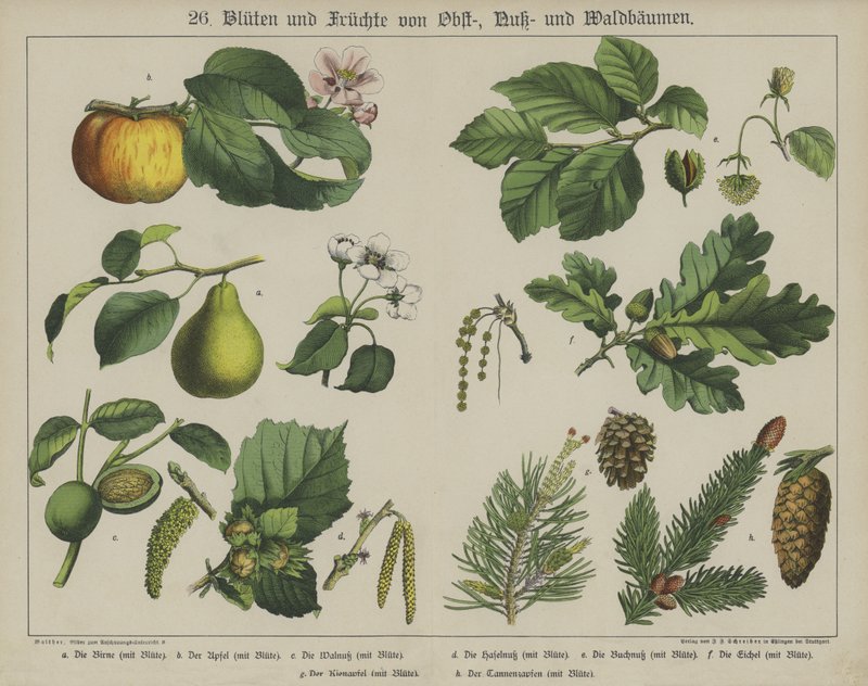 Planter (farve litho) af German School