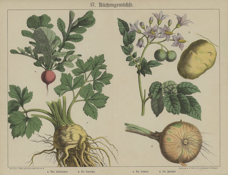 Planter (farve litho) af German School