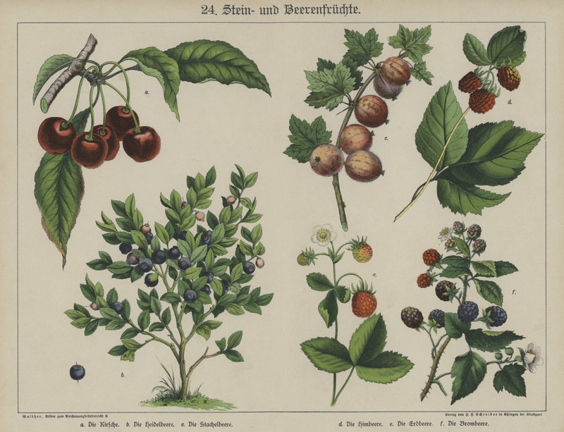 Planter (farve litho) af German School