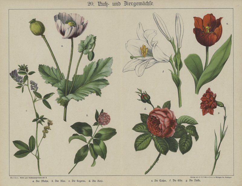 Planter (farve litho) af German School
