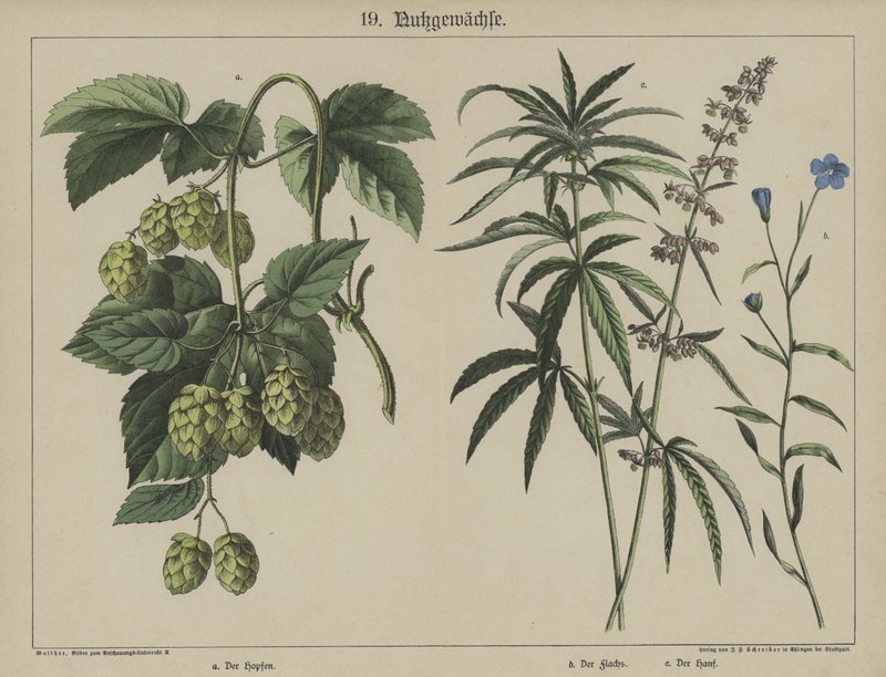 Planter (farve litho) af German School