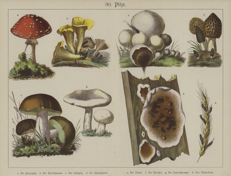 Planter (farve litho) af German School