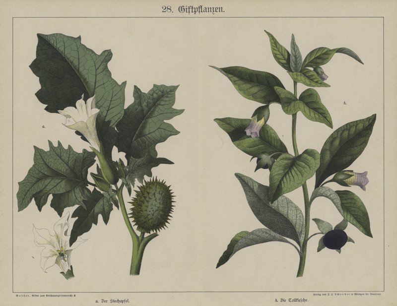 Planter (farve litho) af German School