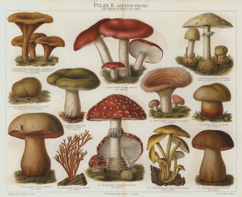 Giftige svampe (farve litho) af German School