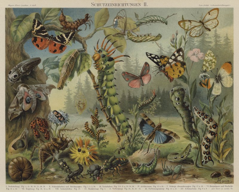 Selvforsvarsmekanismer hos insekter (farve litho) af German School