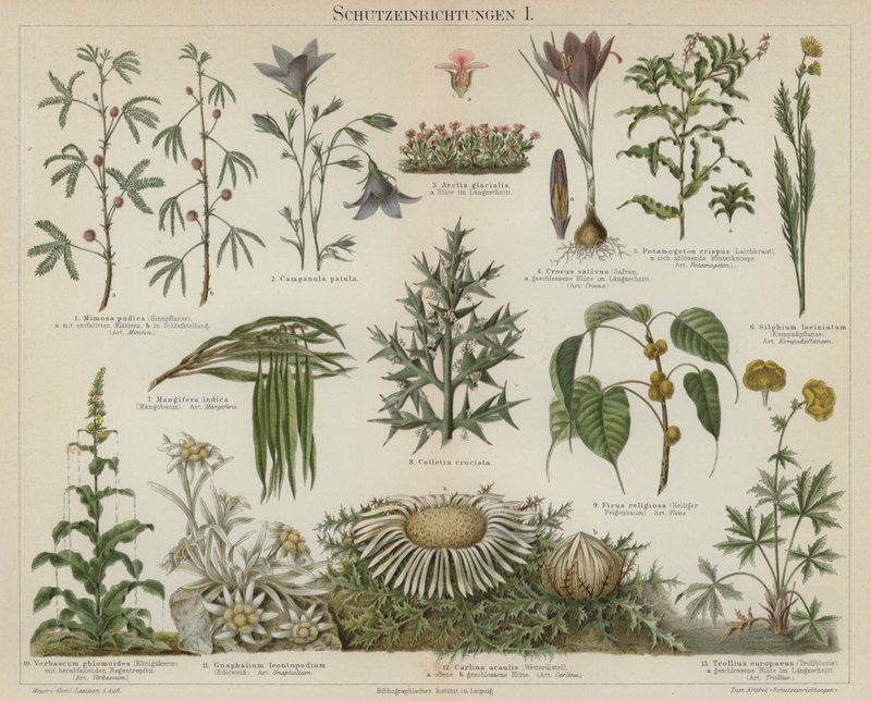 Selvbeskyttende reaktioner hos planter (farve litho) af German School