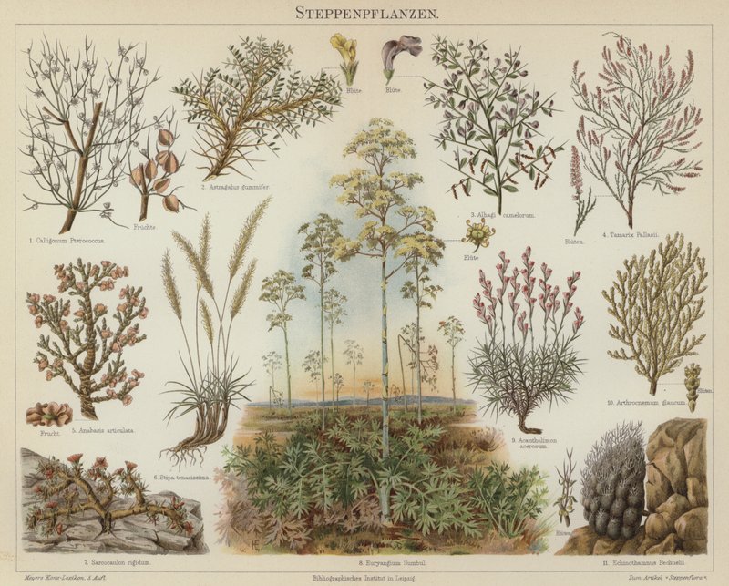 Steppeplanter (farve litho) af German School