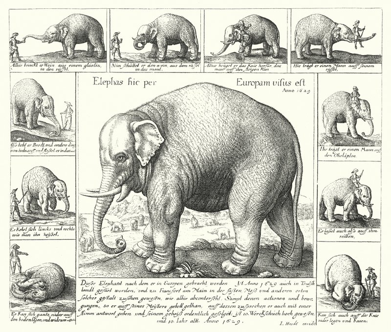 Den føjelige elefant (gravering) af German School