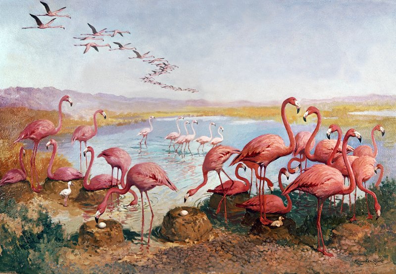Lyserøde flamingoer af Gerritt Vandersyde
