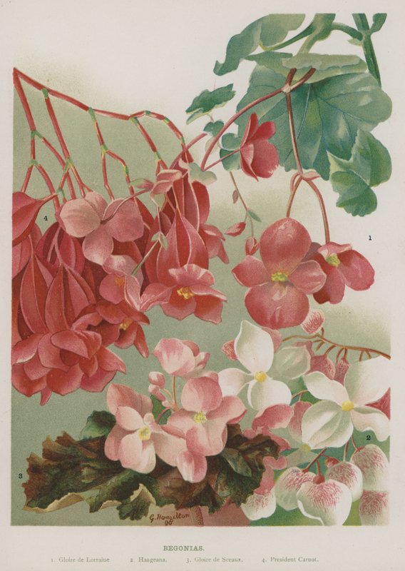 Begonia af Gertrude Hamilton