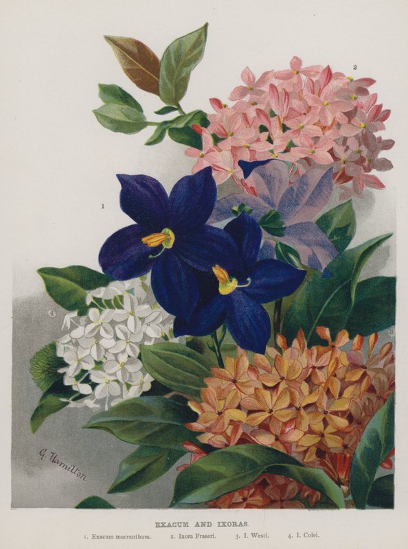 Exacum og Ixoras af Gertrude Hamilton