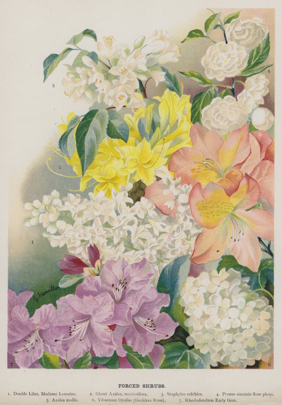 Tvangsbuske af Gertrude Hamilton