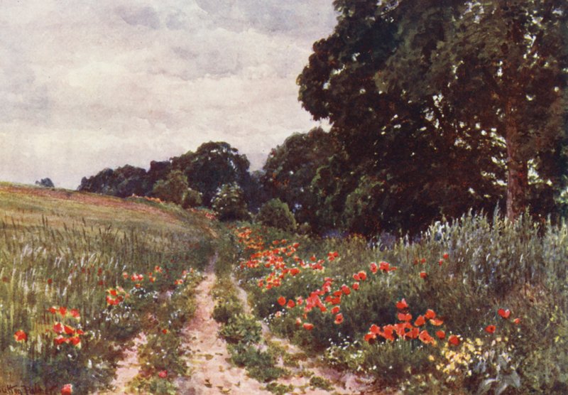 Valmuer (farvelitografi) af Harold Sutton Palmer