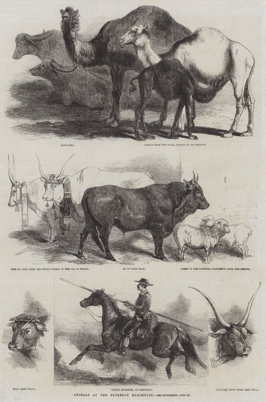 Dyr på Firenze-udstillingen af Harrison William Weir