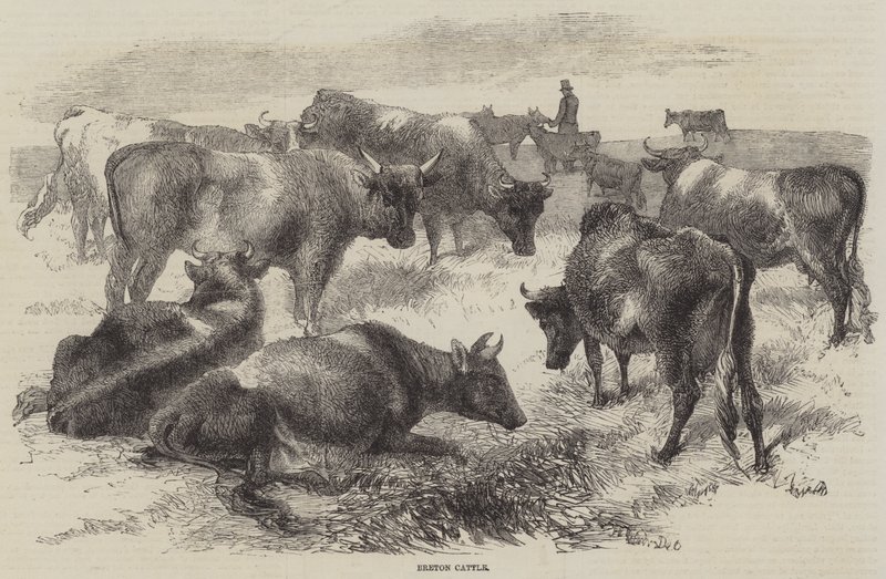 Bretonsk kvæg af Harrison William Weir