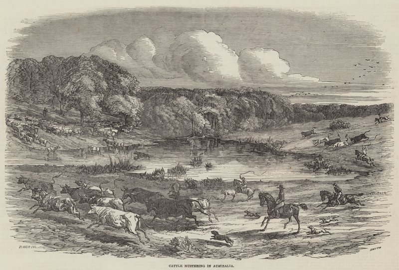 Kvægmønstring i Australien af Harrison William Weir