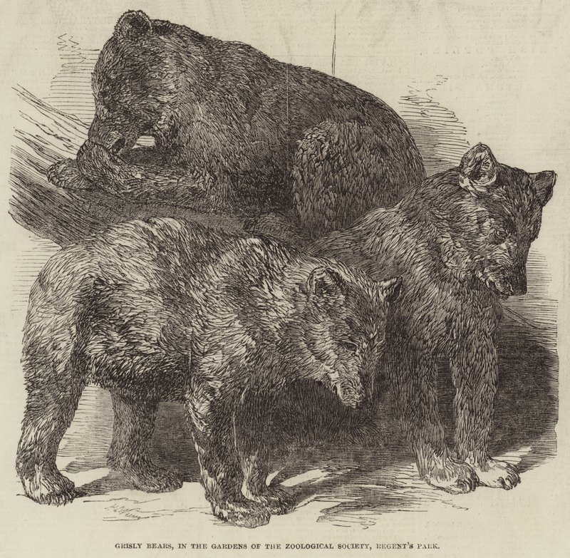 Grizzly Bears, i Gardens of the Zoological Society, Regent