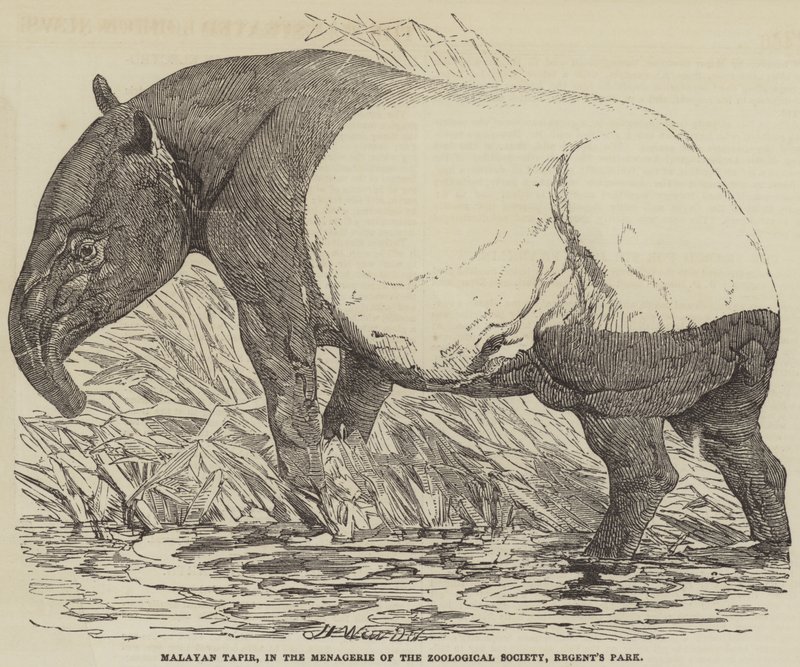 Malayan Tapir, i Menageriet af Zoological Society, Regent