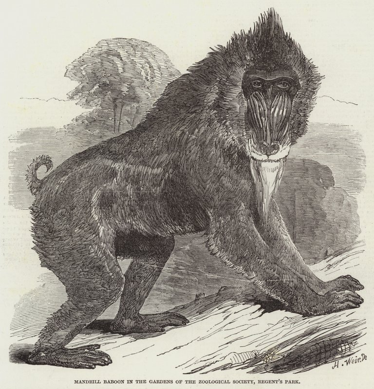 Mandrill Bavian i Zoologisk Selskabs haver, Regent