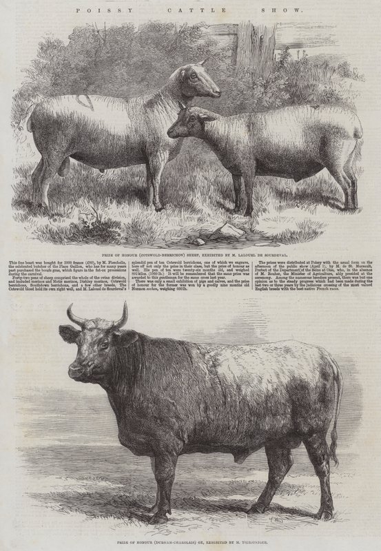 Poissy Cattle Show af Harrison William Weir