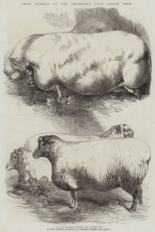 Præmiedyr på Smithfield Club Cattle Show af Harrison William Weir