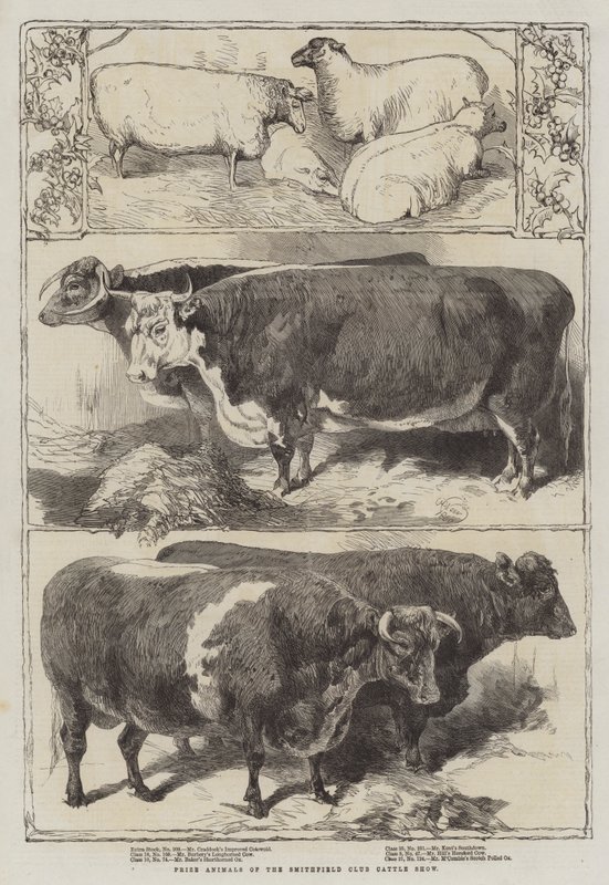 Præmiedyr fra Smithfield Club Cattle Show af Harrison William Weir