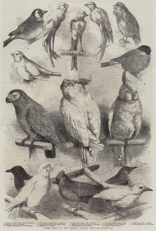 Præmiefugle ved Crystal Palace Show af Harrison William Weir