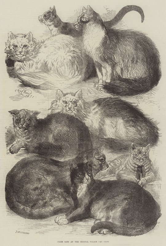Præmiekatte ved Crystal Palace Cat Show af Harrison William Weir