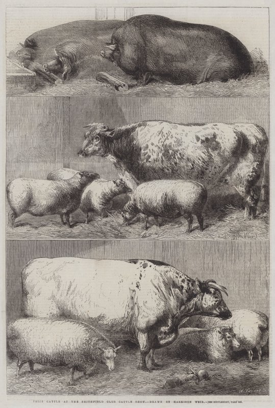 Præmiekvæg ved Smithfield Club Cattle Show af Harrison William Weir