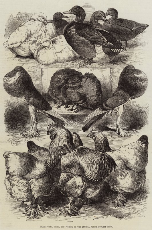Præmiehøns, ænder og duer på Crystal Palace Poultry Show af Harrison William Weir