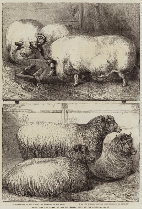 Præmiesvin og får på Smithfield Club Cattle Show af Harrison William Weir