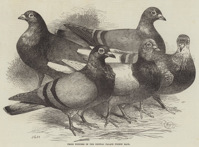 Præmievindere i Crystal Palace Pigeon Race af Harrison William Weir