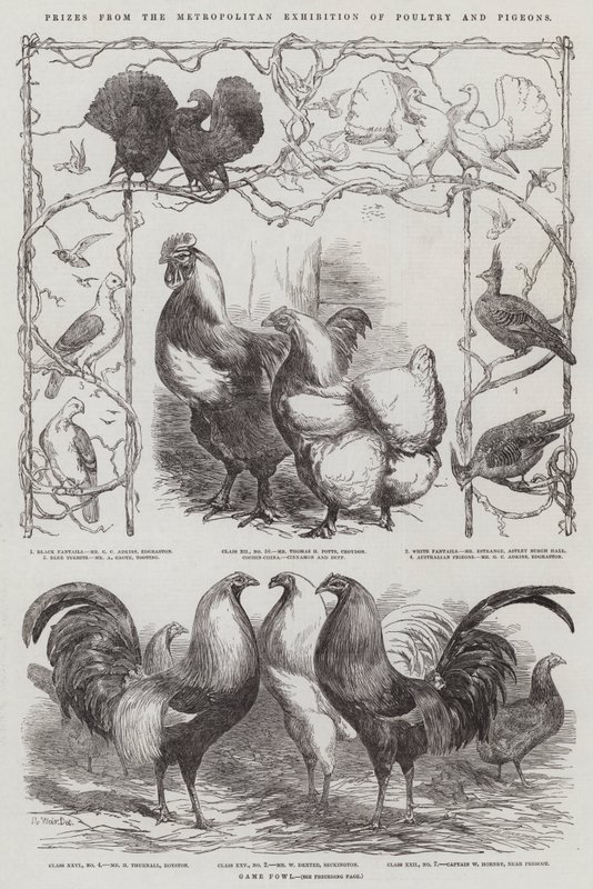 Præmier fra Metropolitan Exhibition of Poultry and Pigeons af Harrison William Weir