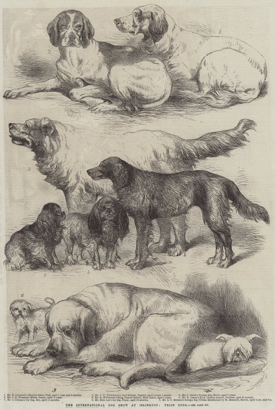 Den Internationale Hundeudstilling i Islington, Prize Dogs af Harrison William Weir