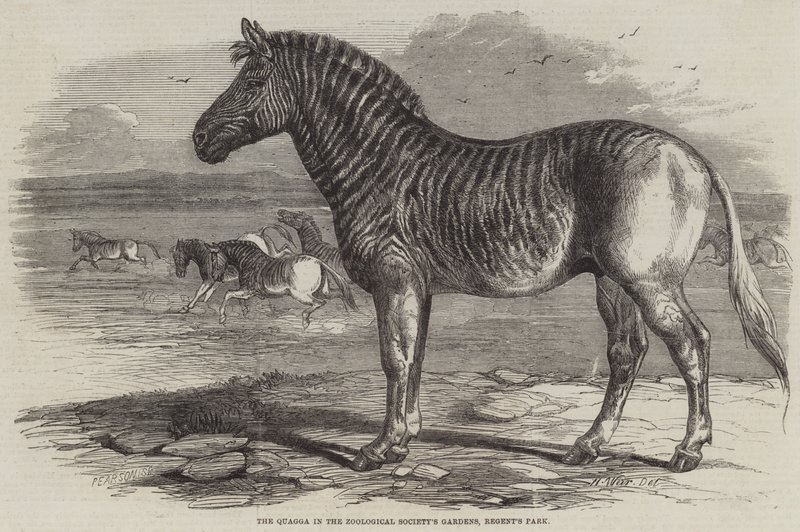 Quaggaen i Zoological Society