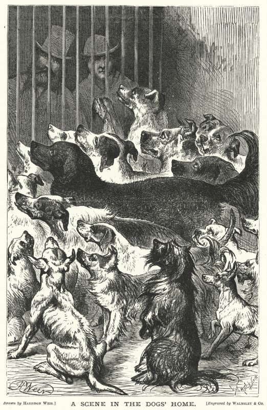 En scene i hundehjemmet af Harrison William Weir