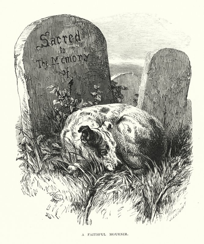 En trofast sørgende (gravering) af Harrison William Weir