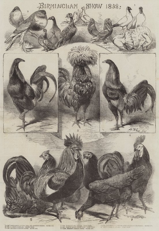 Birmingham Show 1858 af Harrison William Weir