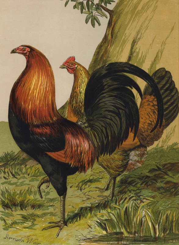 Sortbrynet rødt vildt (chromolitho) af Harrison William Weir