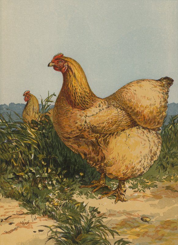 Buff Cochin Hen (chromolitho) af Harrison William Weir