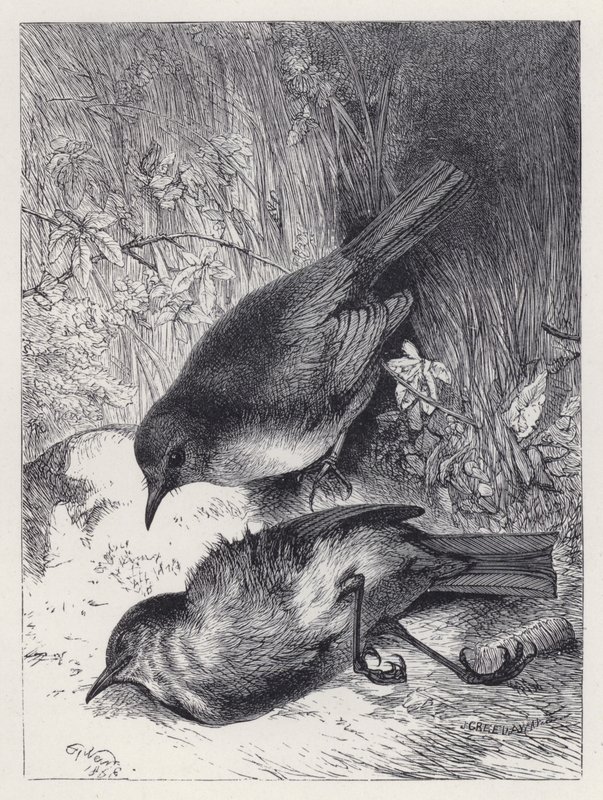 Robins makkers død (gravering) af Harrison William Weir